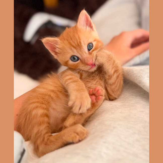 Photo of Rocket 
