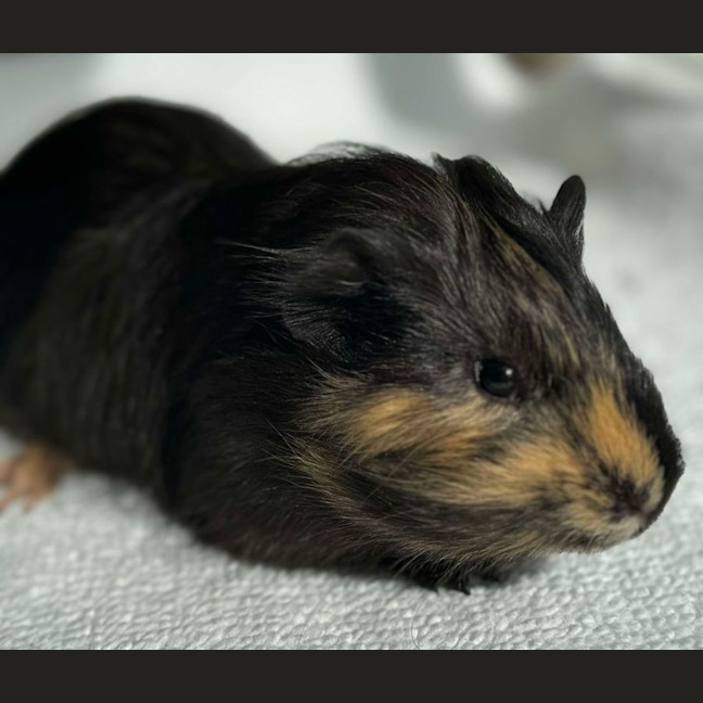 Photo of Sausage & Onyx