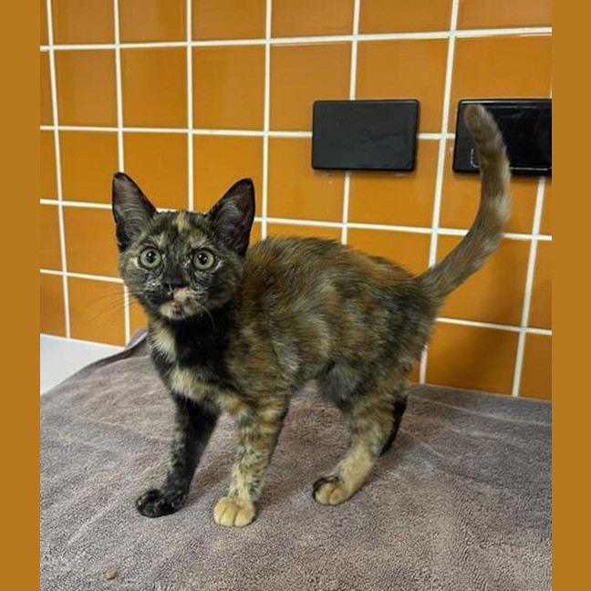 Photo of Spice