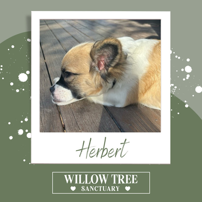 Photo of Herbert