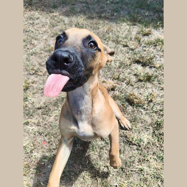 Photo of Scooby