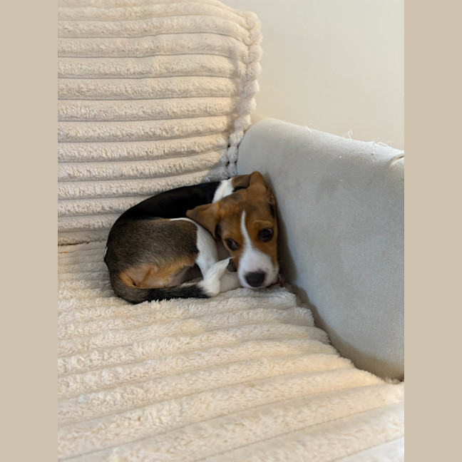 Photo of Sadie