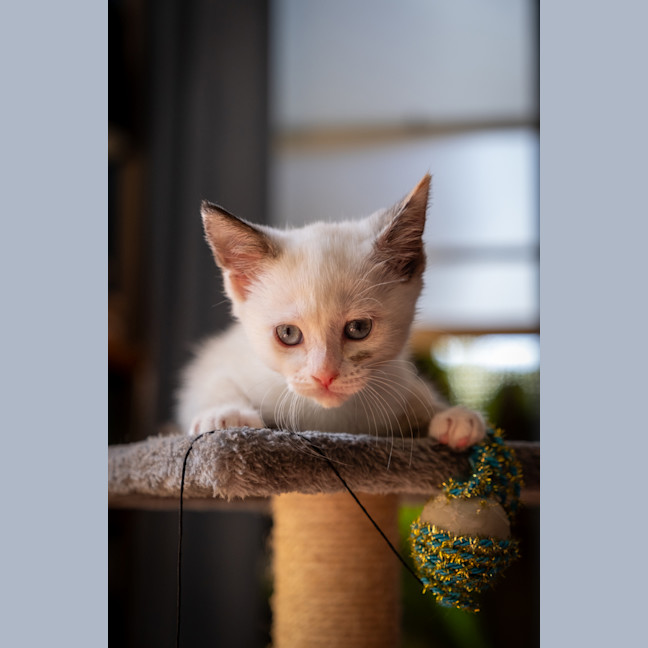 Photo of Charlie