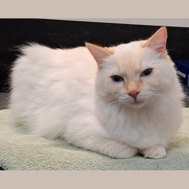 Photo of Arlo
