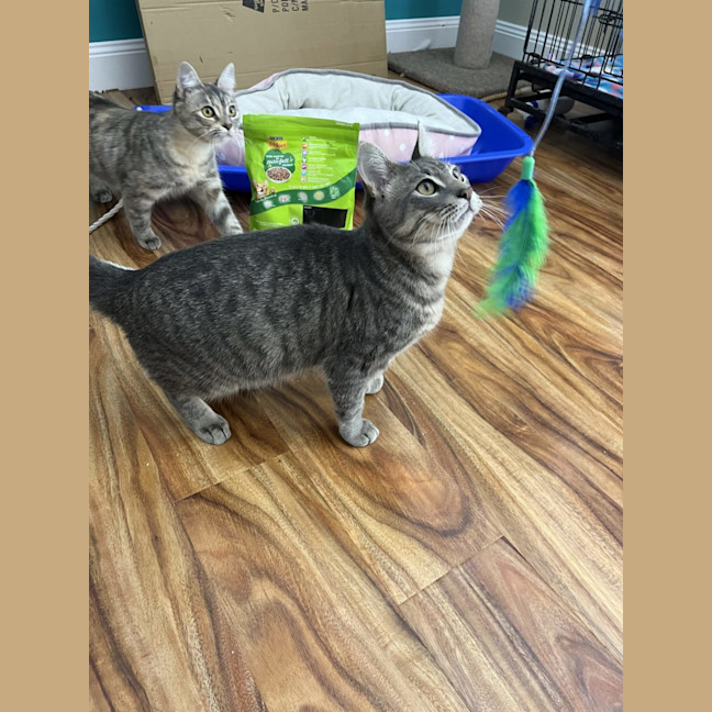 Photo of Harley   Now Available At Pe Tquarters Rutherford