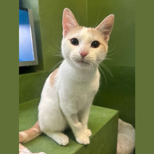 Photo of Mario (Bonded With Luigi)