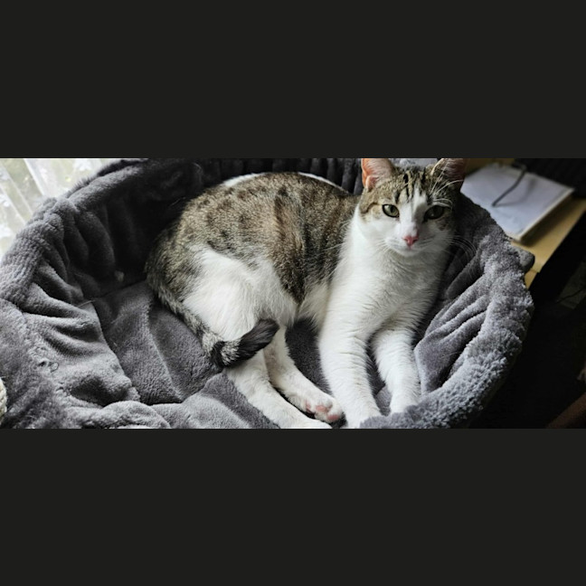 Photo of Dottie *9 Lives Project Rescue*