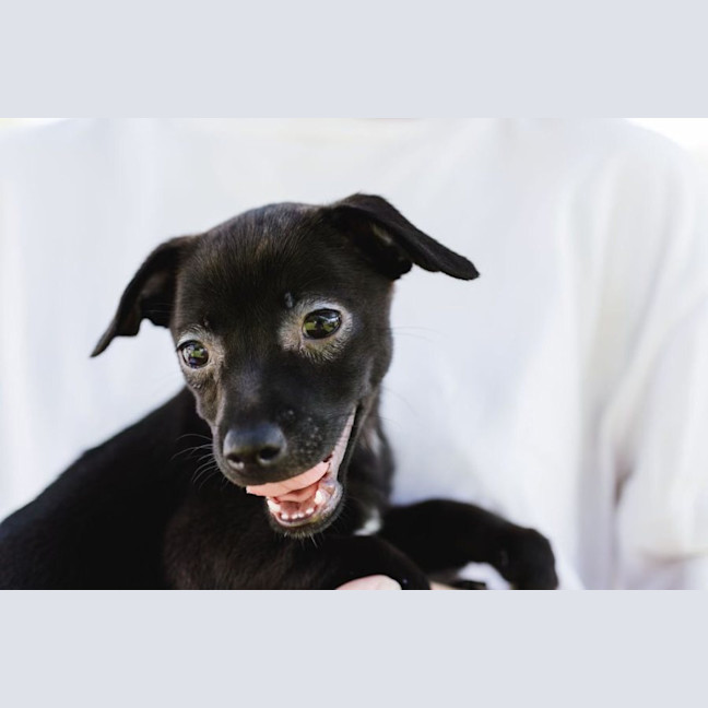 Photo of Onyx