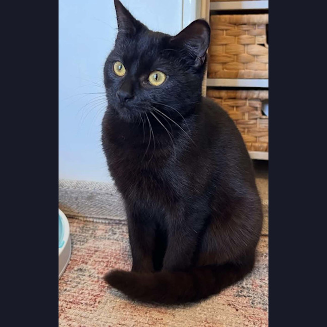 Photo of Poppy