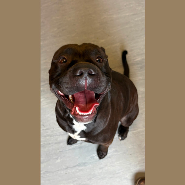 Photo of Tonka