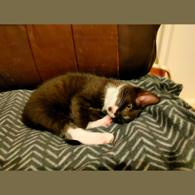 Photo of Oreo