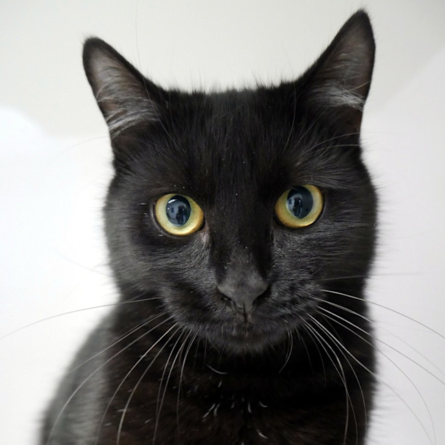 Photo of Ninja Sta014185