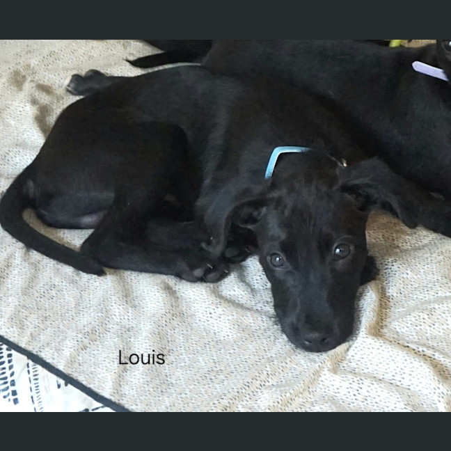 Photo of Louie