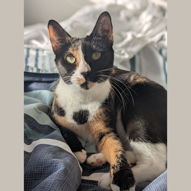 Photo of Dotti