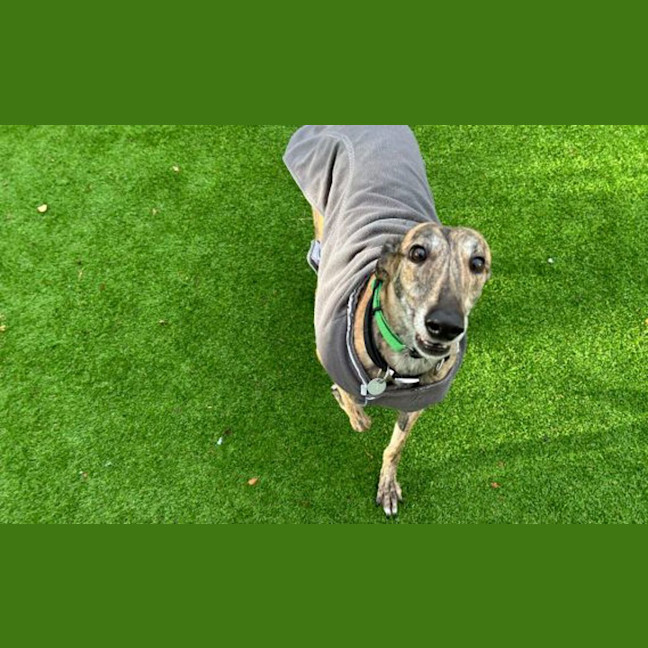 Photo of Bingo