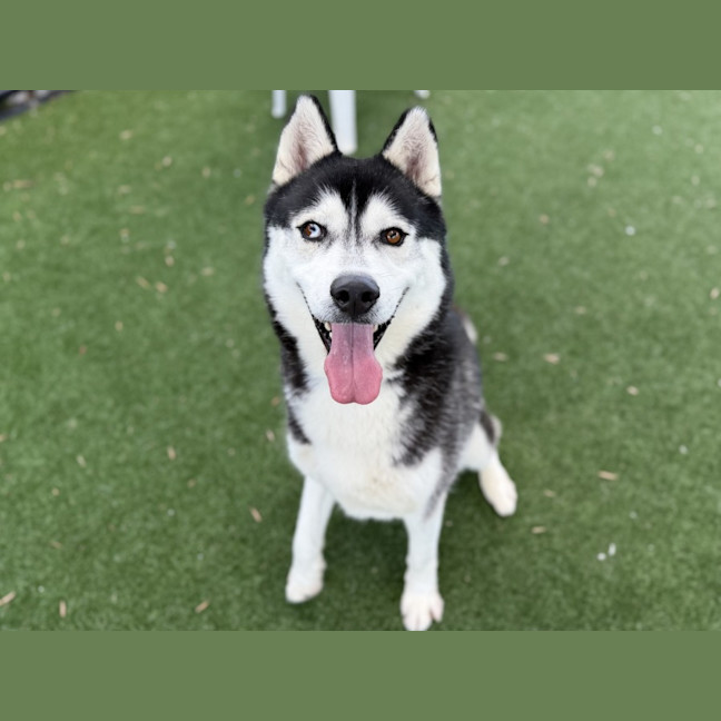 Photo of Ace Imp 3170