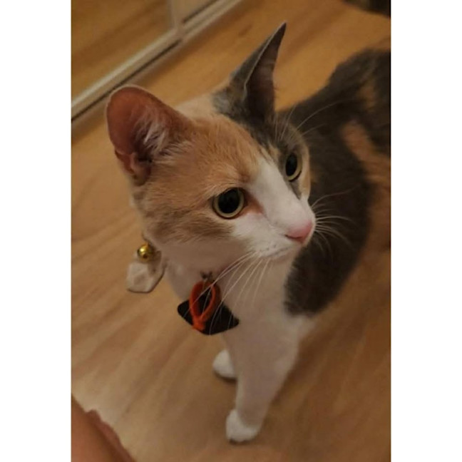 Photo of 13426   Connie