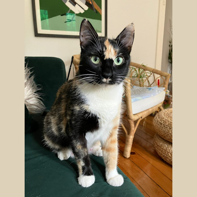 Photo of Rosemary