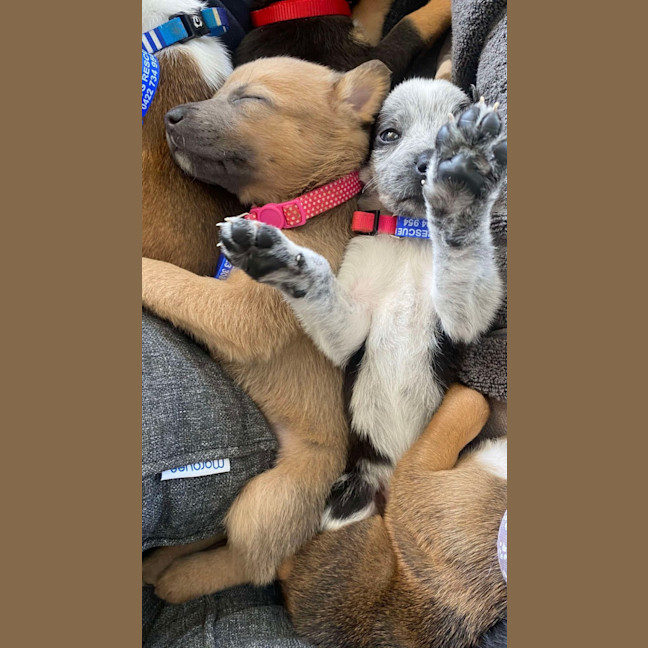 Photo of Chilli   8 Week Old Kelpie X (Trial)