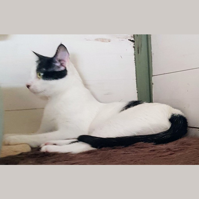 Photo of May   Now At Pet Quarters Broadmeadow