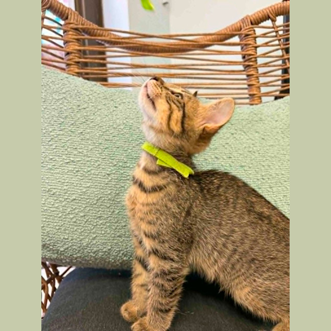 Photo of Milo