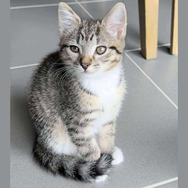 Photo of Cricket *9 Lives Project Rescue*