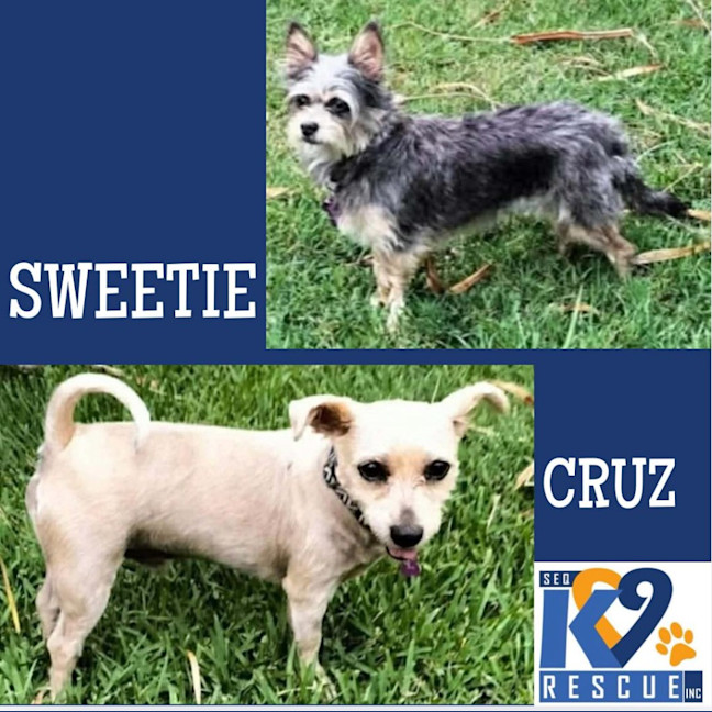 Photo of Sweetie / Cruz