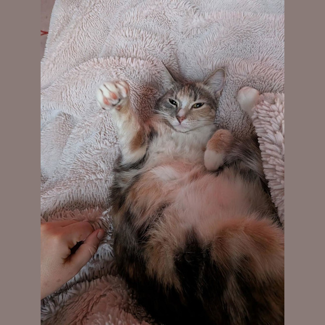 Photo of Momo (Was Ginny)