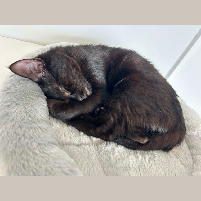 Photo of Ginnette *9 Lives Project Rescue*