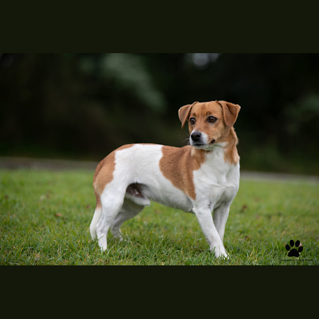 Photo of Snoopy