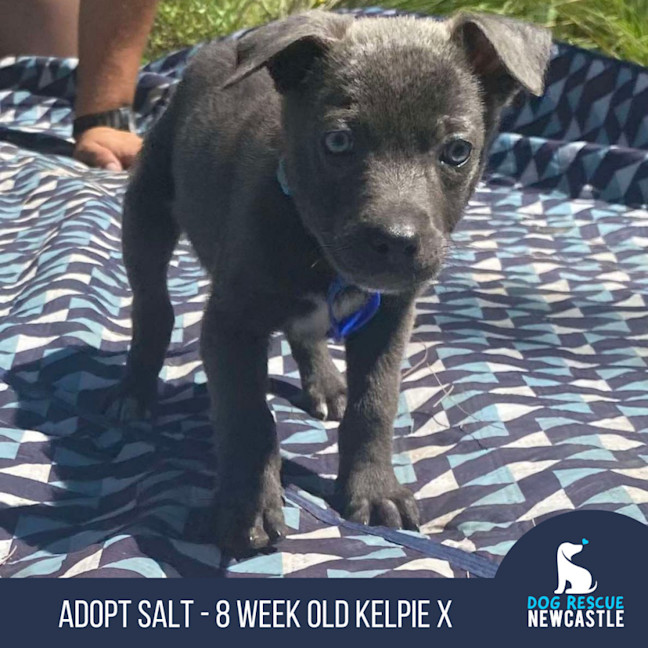 Photo of Salt   8 Week Old Kelpie X (Hold)