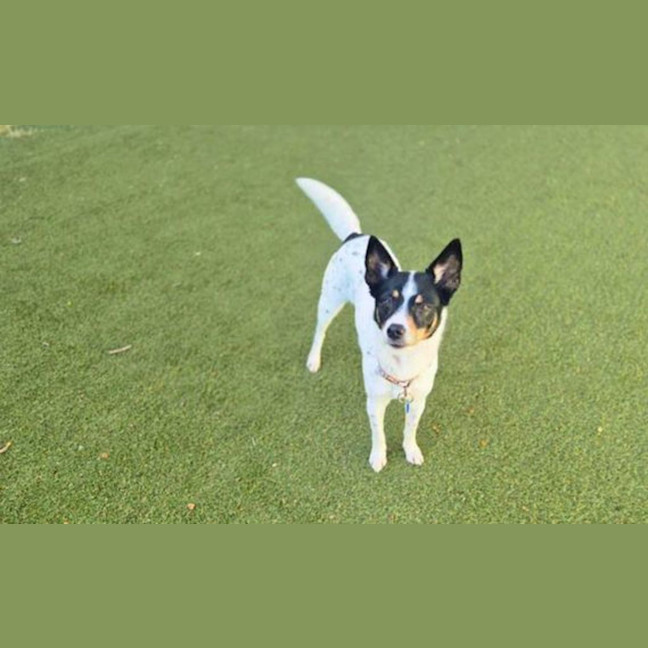 Photo of Ruby