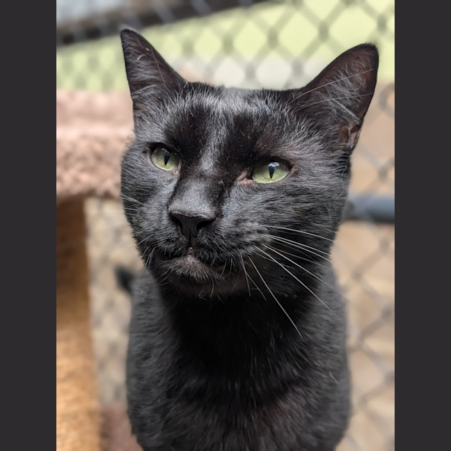 Photo of Dewey