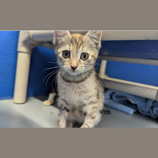 Photo of Pip