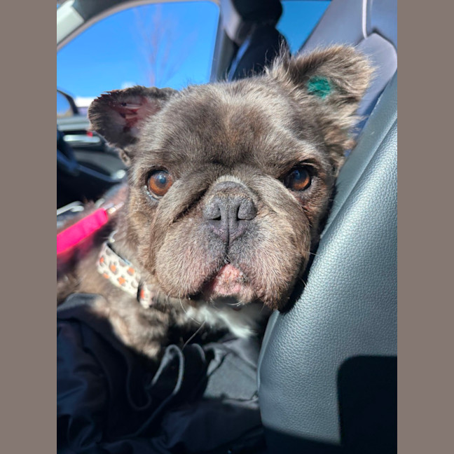 Photo of Bear