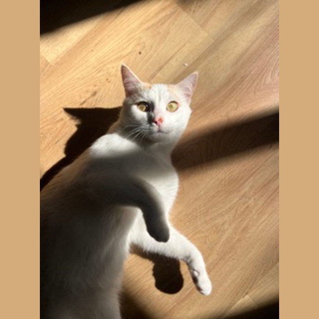 Photo of Snowy