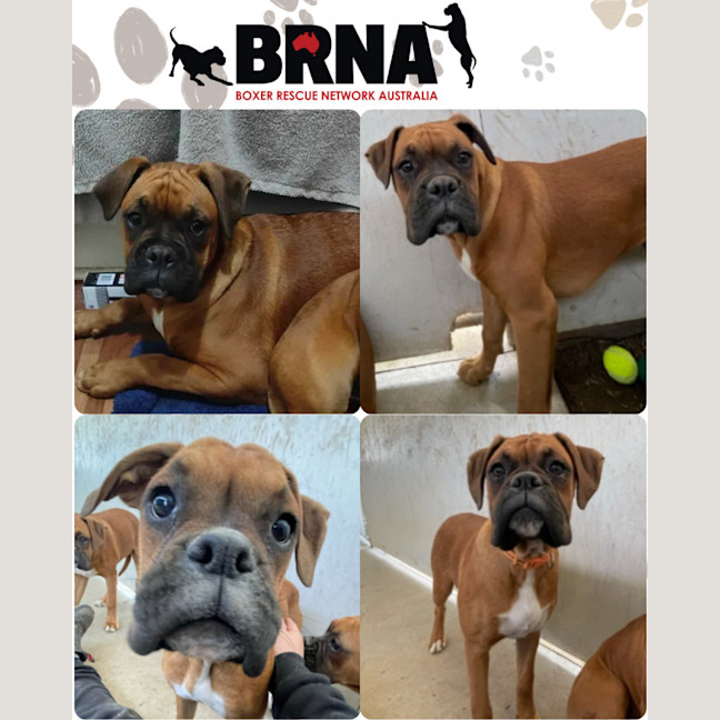 Photo of Boxer Puppies