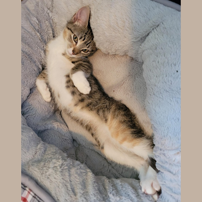 Photo of Ariel