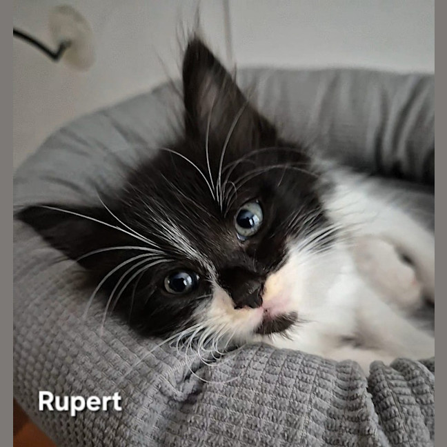 Photo of Rupert 
