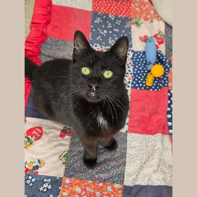 Photo of Loki