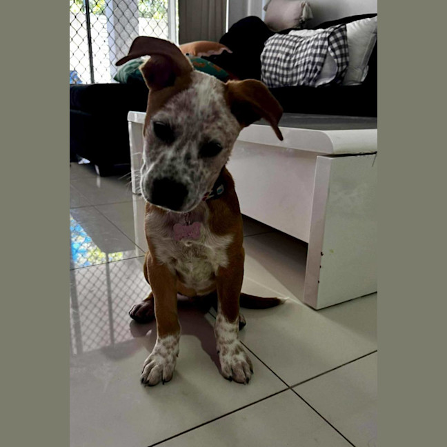 Photo of Buddy