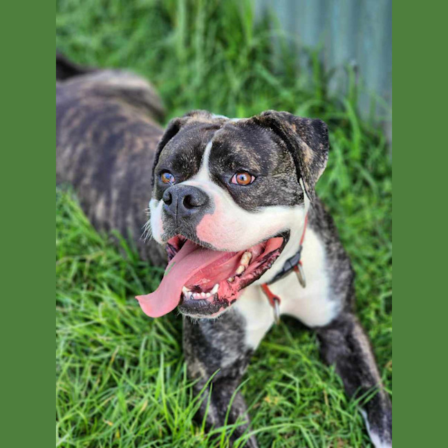 Photo of 🍄 Yoshi 5242 🍄