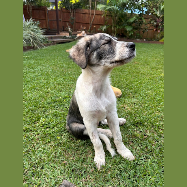 Photo of D1260 Olive