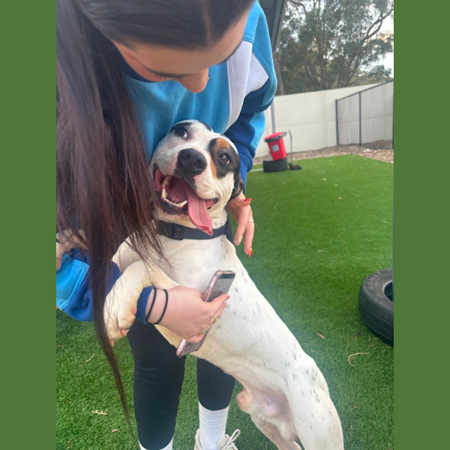 Photo of Demo   2 Year Old Staffy X