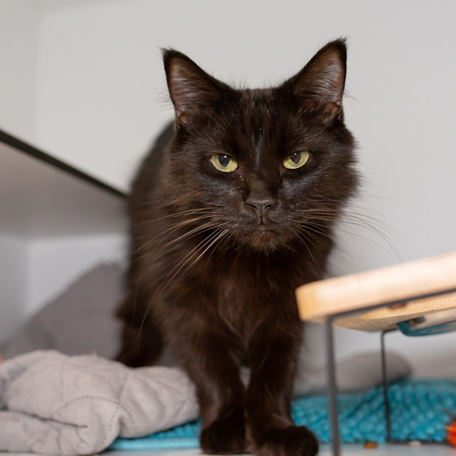 Photo of Pepper