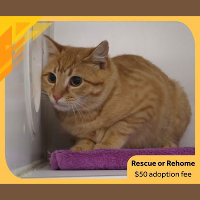 Photo of Biscuit