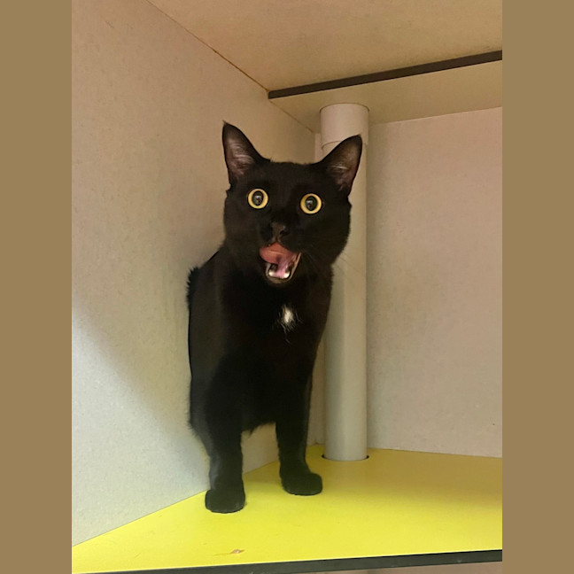 Photo of Soot