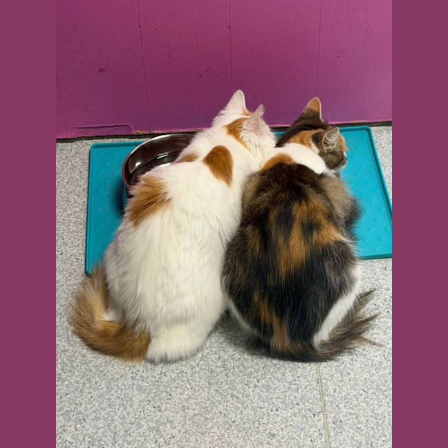 Photo of Bubble & Squeak