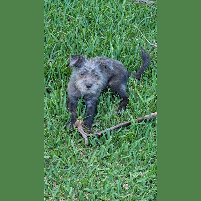 Photo of D1242 Lamington