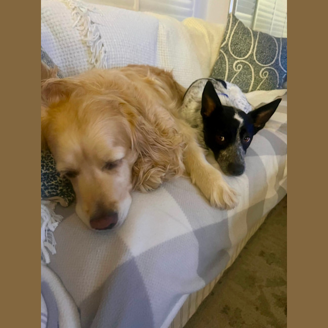 Photo of Missy   1 Year Old Cattle Dog X